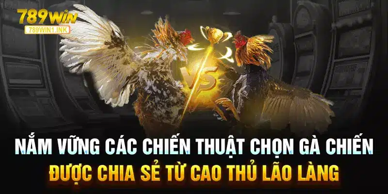 Nắm vững các chiến thuật chọn gà chiến được chia sẻ từ cao thủ lão làng