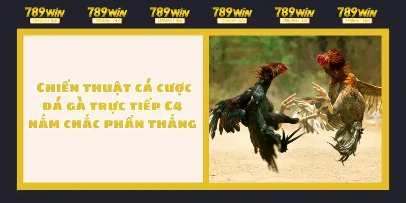  Chiến thuật cá cược đá gà trực tiếp C4 nắm chắc phần thắng